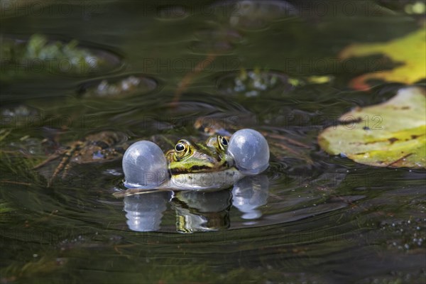 Edible frog