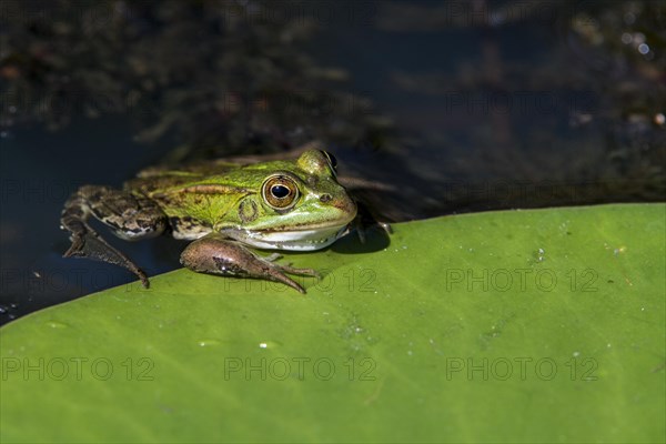 Edible frog