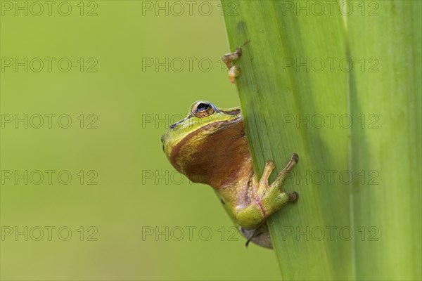 European tree frog