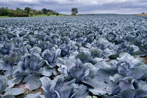 Filder-Rotkohl. Red Cabbage on the field in a suburbian of Stuttgart Baden-Wuerttemberg