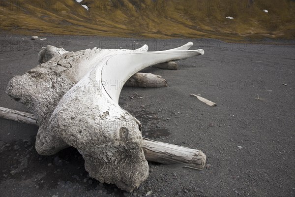 Old bleached bones of bowhead whale
