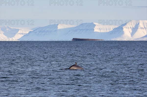 Northern minke whale