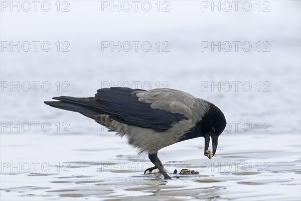 Northern European hooded crow