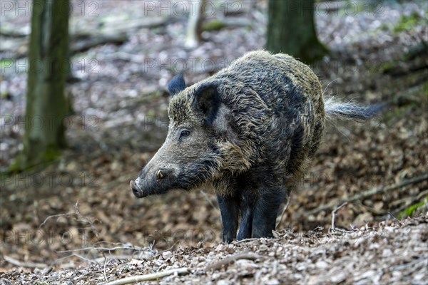 Wild boar