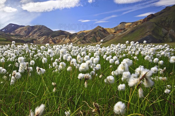 Scheuchzer's cottongrass