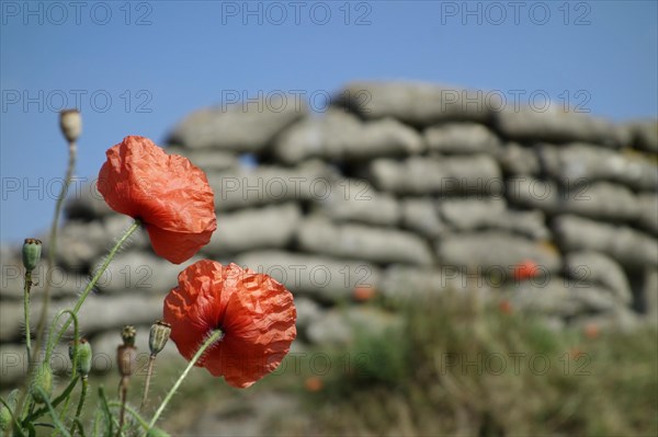 Poppies growing on sandbags at the Dodengang