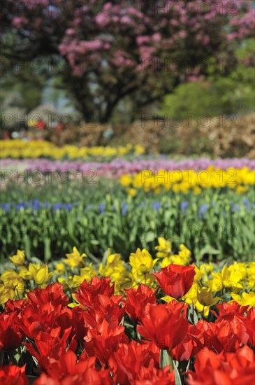 Colourful tulips