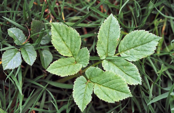 Ground elder