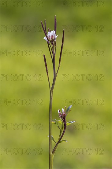 Hairy bittercress