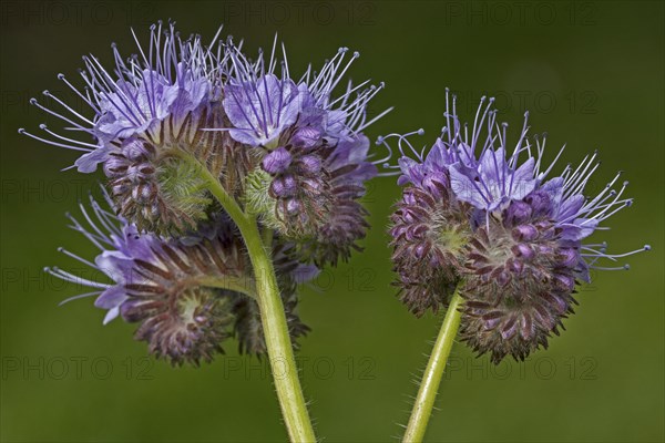 Lacy phacelia