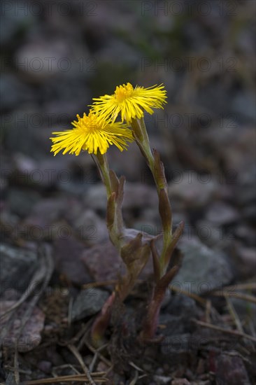 Coltsfoot