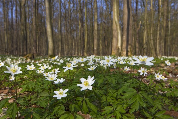 Wood anemones