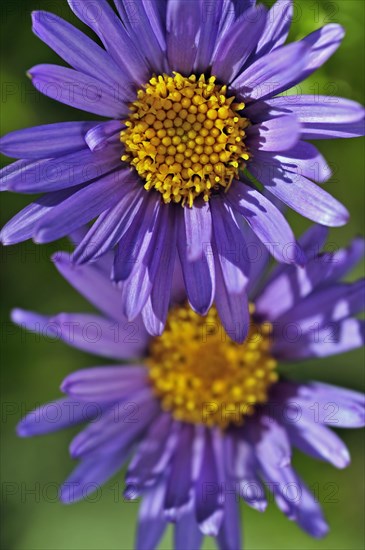 Alpine aster