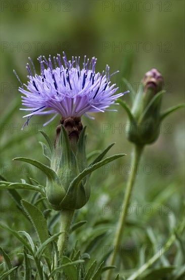 Distaff thistle