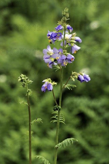 Jacob's ladder