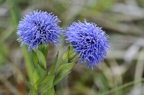 Common Globularia