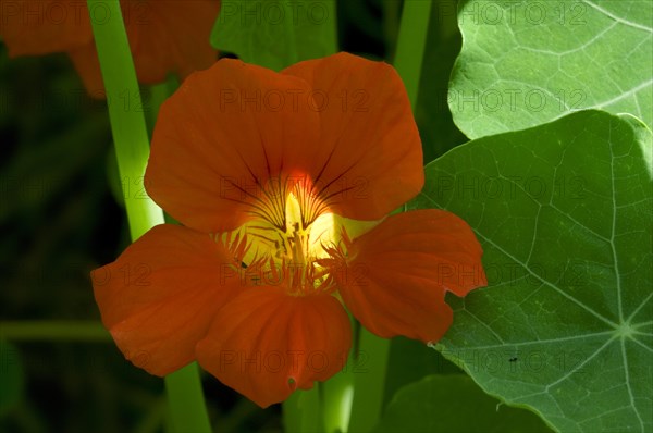 Garden nasturtium