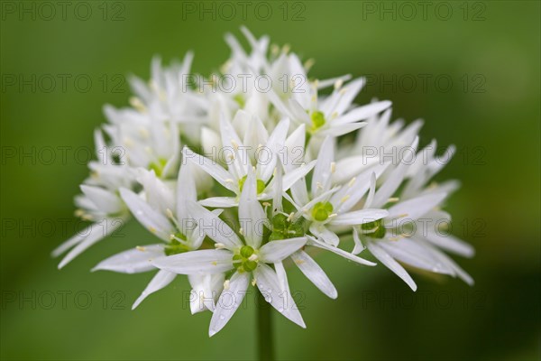 Close up of wood garlic