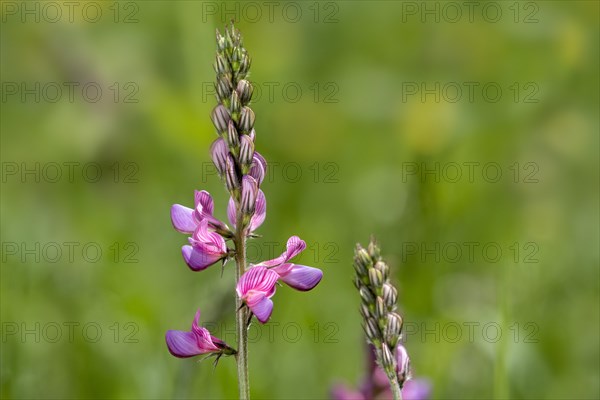 Common sainfoin