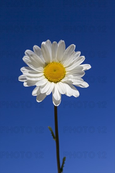 Ox-eye daisy