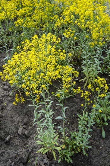 Dyer's woad