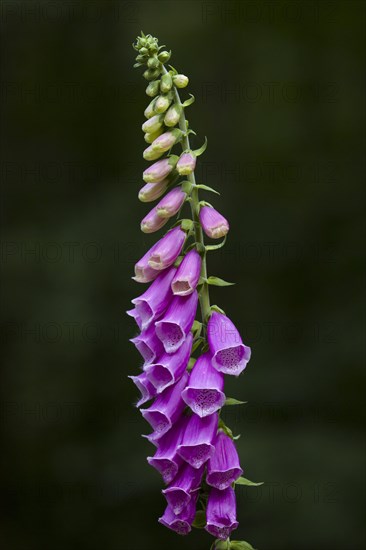 Common foxglove