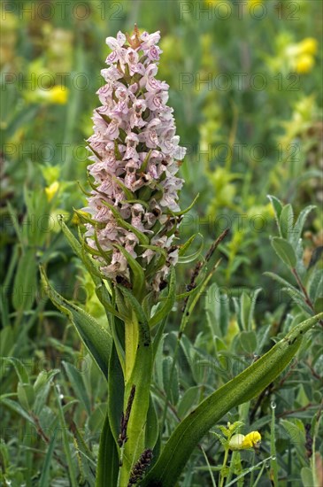 Early marsh-orchid