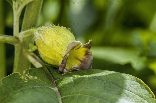 Henbane bell