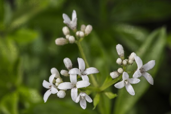 Sweet woodruff