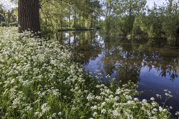 Cow parsley