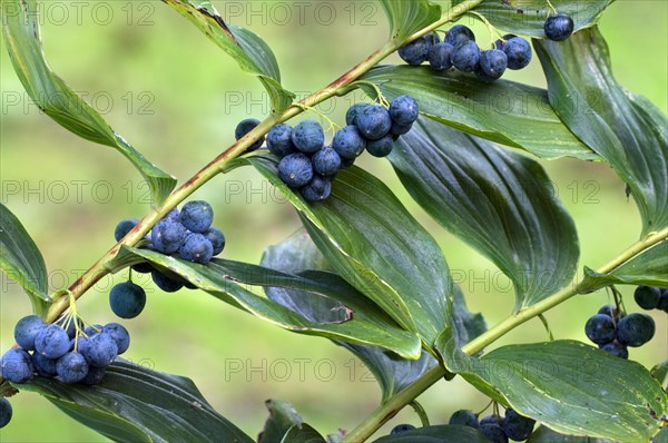 Common Solomon's Seal