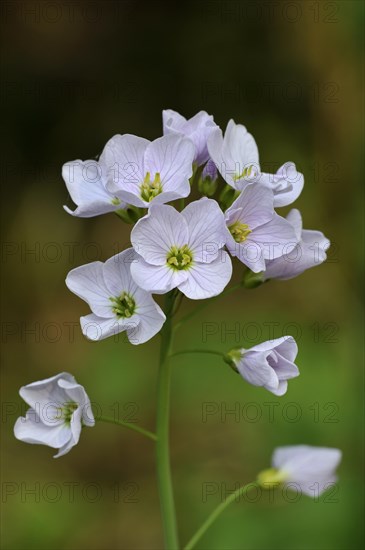 Cuckoo flower