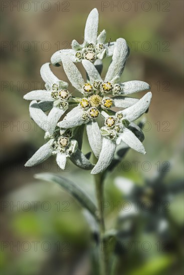 Edelweiss