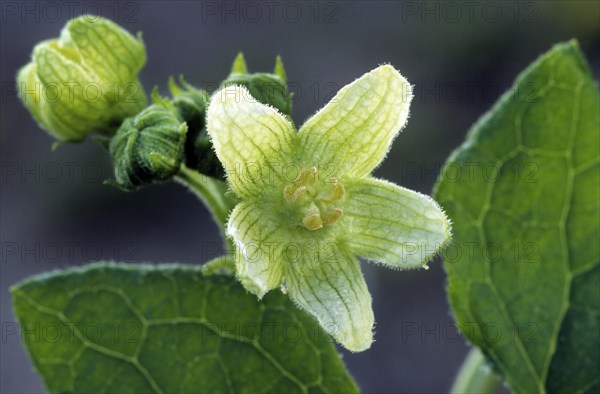 Red bryony