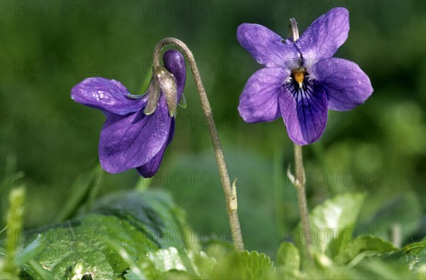 Wood violet