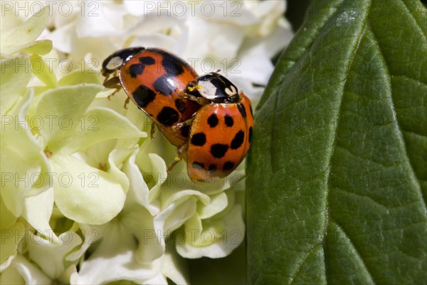 Asian lady beetles