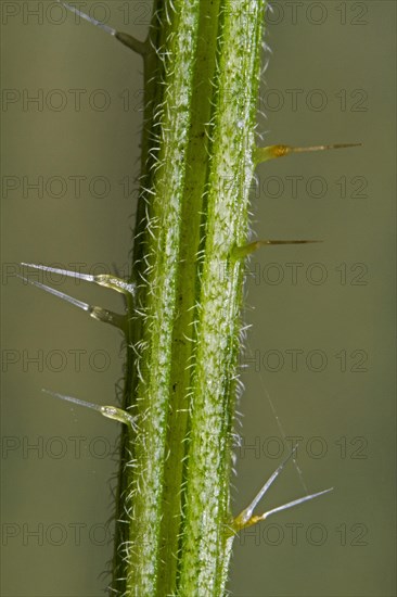 Close-up detail of stinging hairs of the Stinging nettle