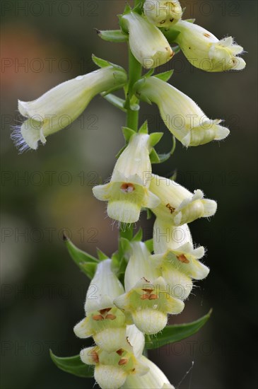 Straw Foxglove