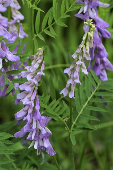 Tufted vetch