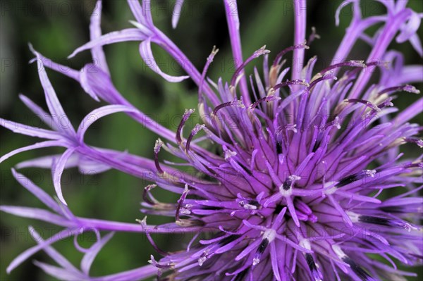 Greater knapweed