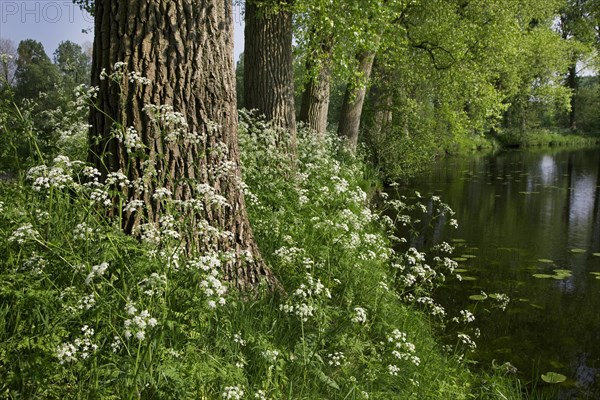 Cow parsley