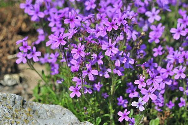 Fairy Foxglove