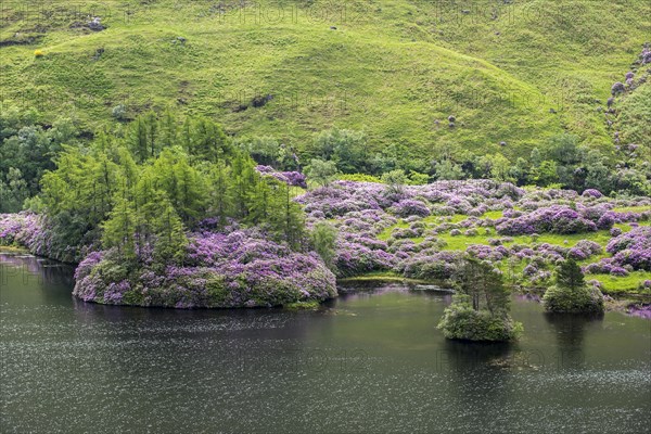 Common rhododendrons