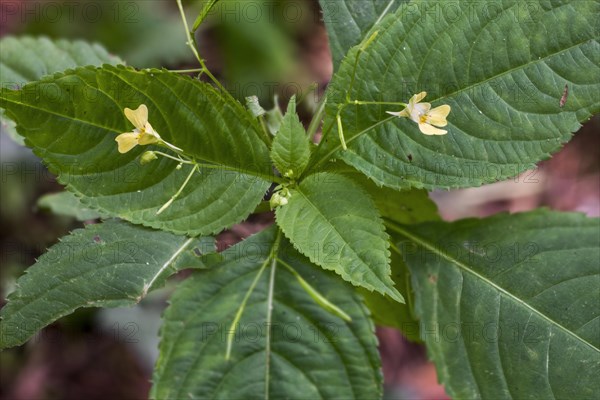 Small balsam