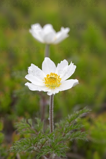 Alpine pasqueflowers