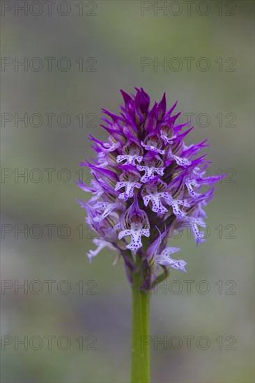 Three-toothed orchid