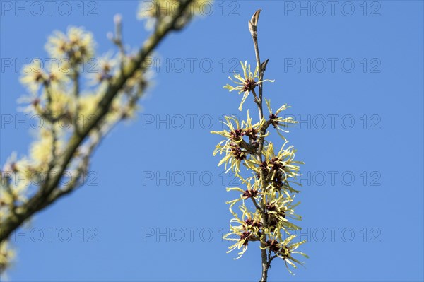 Hybrid witch hazel