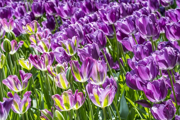 Flowerbed with colourful fuchsia tulips