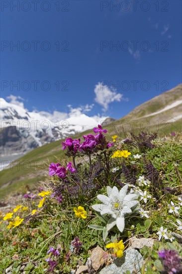 Edelweiss