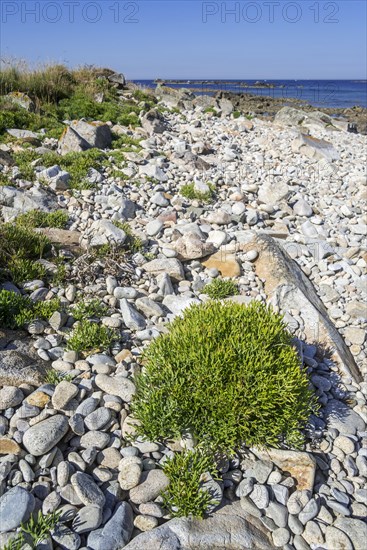 Rock samphire